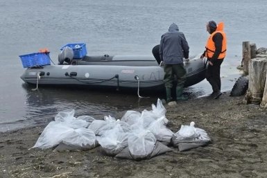 400 тысяч мальков трепанга выпустили в залив Анива на Сахалине пресс-служба министерства по рыболовству Сахалинской области