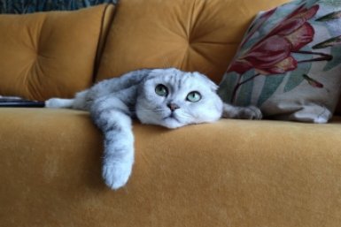Почему кошка внезапно начинает кусать руку: 1 неочевидная ошибка владельцев, которая дико раздражает питомца ИА Stavropol.Media
