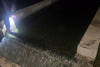 Более 33 млн мальков лосося выпустили в водоемы Курильского района пресс-служба администрации Курильского района
