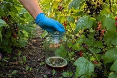 Муравьи, тля и слизни ловятся сами Создано ИИ