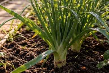 Тематическая иллюстрация Создано при помощи ИИ