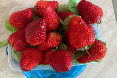 По миске клубники с куста в день: июньская подкормка для налива — подспорье для ленивых дачников