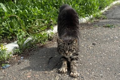 На пляже Алексино в Новороссийске живодерка травит кошек уксусом Мария Кудрявцева