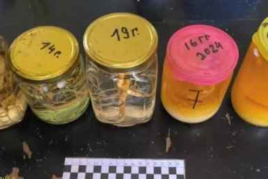 Пенсионера из Приморья осудят за добычу 15 корней женьшеня Пресс-служба прокуратуры Приморья