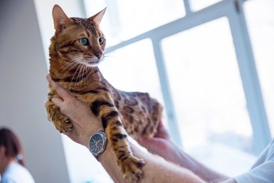 кот, кошка, котики, животные домашние Илья Аверьянов, ИА PrimaMedia.ru