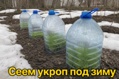 Втыкаю "пятилитровку" в землю в октябре — и вуаля: весной укроп прет щеткой, пока у соседей грядки пустые
