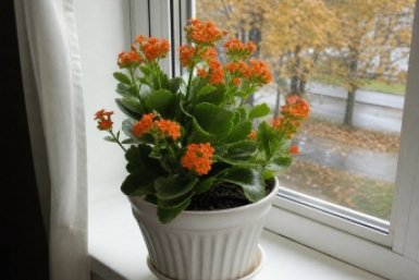 1 осенняя фишка для суккулента — и каланхоэ теперь пышет цветами, как новогодняя гирлянда