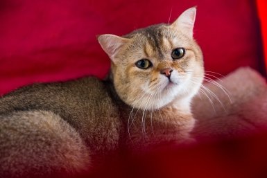 5 кошек с верностью служебной собаки: ходят &quotхвостом&quot и не отлипают от рук хозяина Илья Аверьянов, ИА PrimaMedia