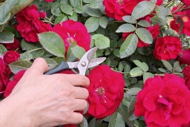 Как обрезать розы осенью? 3 чик-чика - и кусты зимуют без последствий, бутоны летом с кулак