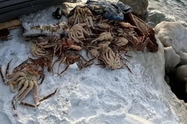 Незаконный улов осужденных пресс-служба прокуратуры Сахалинской области