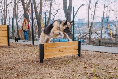 1 из 25 хозяев &quotобуздает&quot эти 3 породы собак — разнесут дом и сгрызут всю мебель Мария Смитюк, ИА PrimaMedia