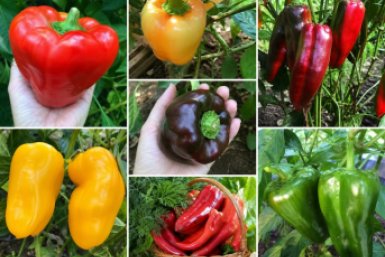 Мясистые великаны и сладкие скороспелки: топ-5 перцев, заваливающих урожаем в любое лето