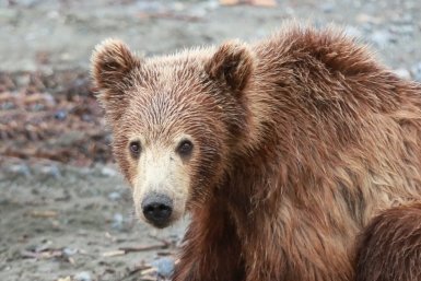 Медведь растерзал свиней в частном дворе Забайкалья