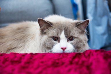 Про клочки шерсти в квартире забыла: 5 кошек для фанатов чистоты — ни ворсинки, ни пылинки Илья Аверьянов, ИА PrimaMedia