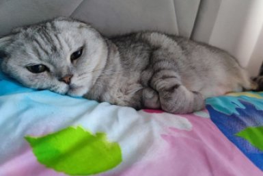 Как отучить кота будить в 5 утра: 3 простых шага — и питомец храпит у вас под бочком Елена Гиневская, ИА Stavropol.Media