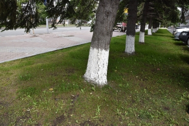Первые грибы в городе Юрий Гуршал
