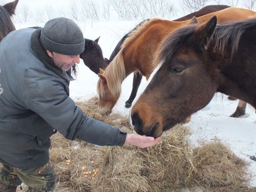 Лошади с готовностью принимают помощь