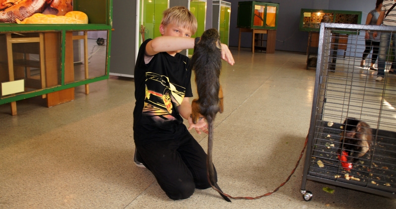 Выставка экзотических животных проходит в Южно-Сахалинске