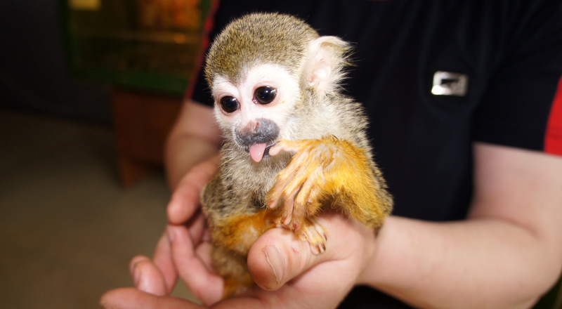 Беличий саймири