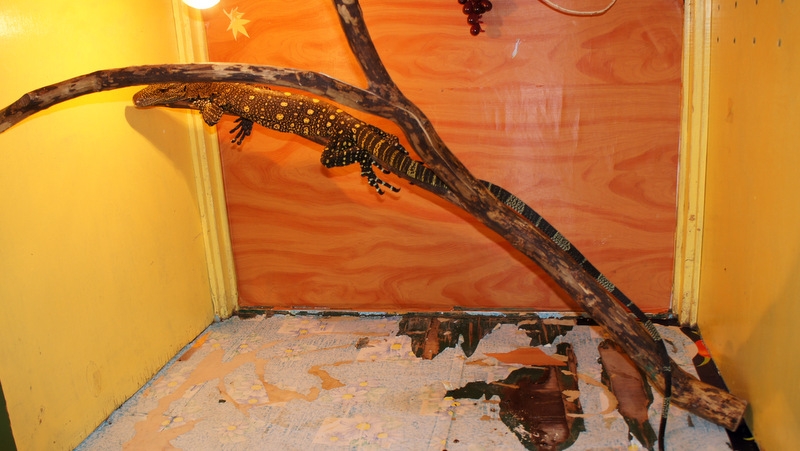 Крокодиловый варан