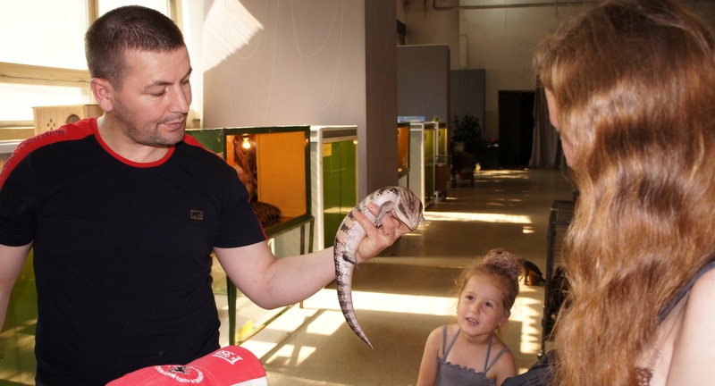 Синеязыкий живородящий сцинк