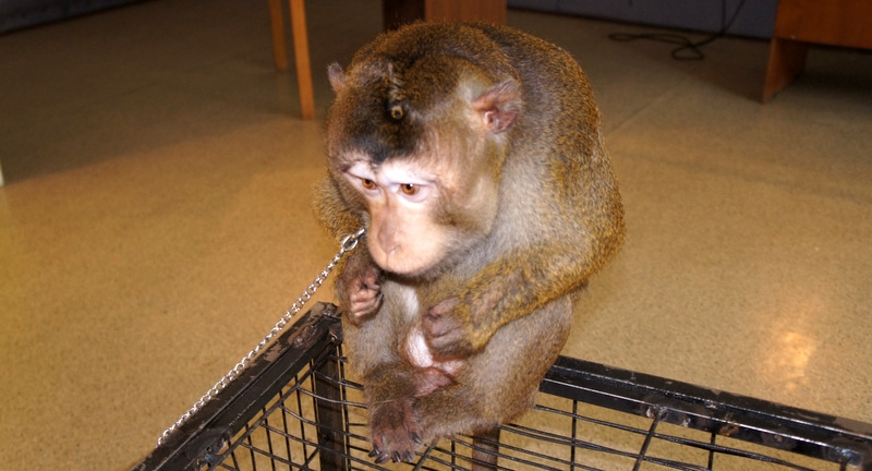 Яванская макака Мартын