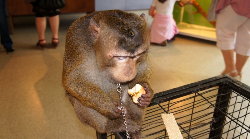 Мартын завтракает