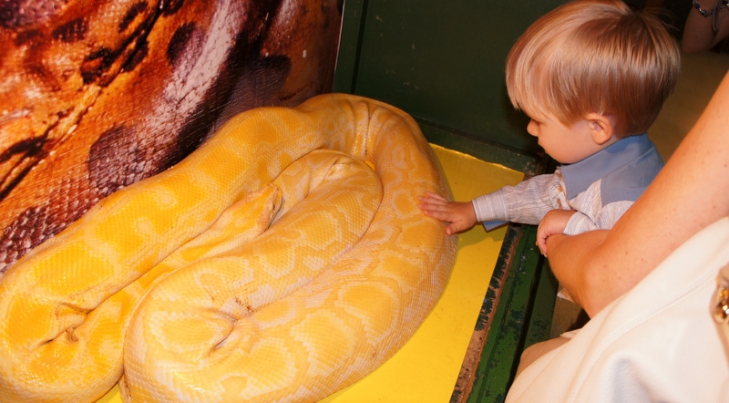 Тигровый питон-альбинос