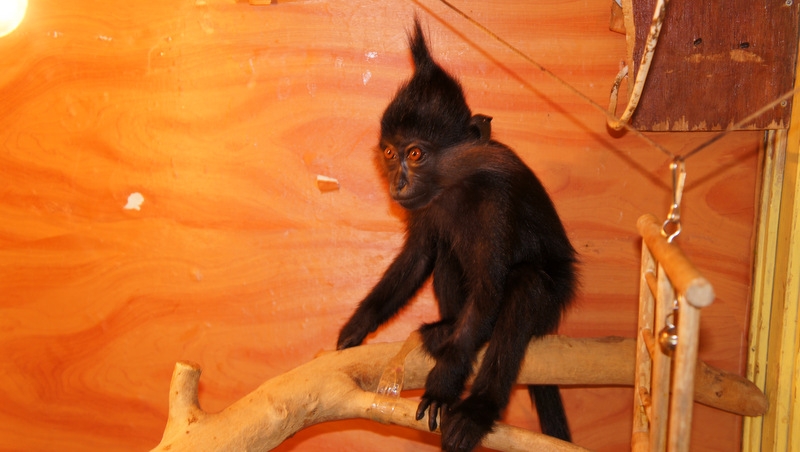 Хохлатый мангобей Вася