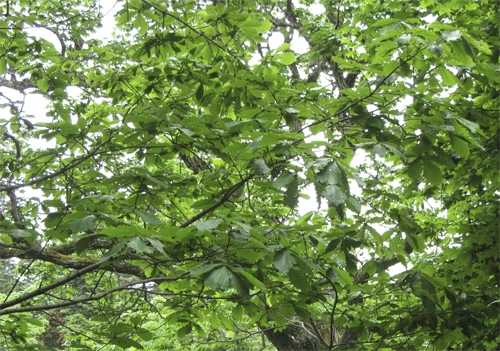 В России дуб зубчатый (Quercus dentata Thunb.) встречается только на Кунашире и в Приморье