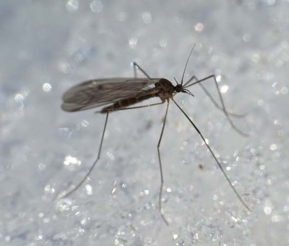 Зимние комарики из семейства Trichoceridae нередки на зимнем снегу, оправдывая свое назван