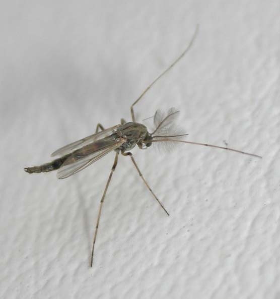 Самцы комаров-звонцов (семейство Chironomidae) имеют сильно опушенные, покрытые длинными в