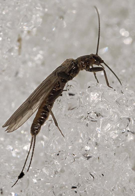 веснянки из рода Capniella (семейство Capniidae) активно ползают по снегу и льду на берега