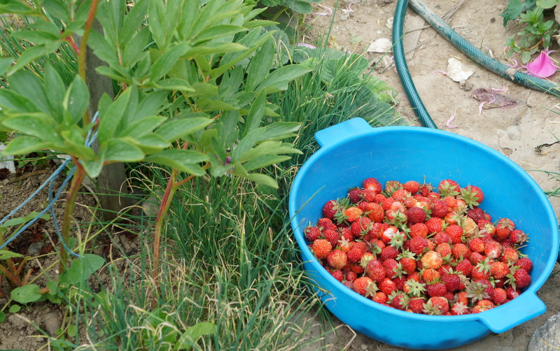Отравленный урожай собирают сахалинцы с дачных участков вблизи завода СПГ, Фото с места события собственное