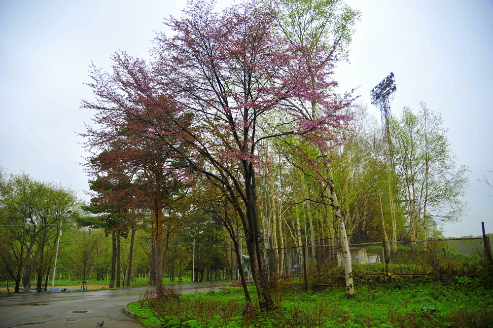 Цветение сакуры, яблони , Фото с места события собственное