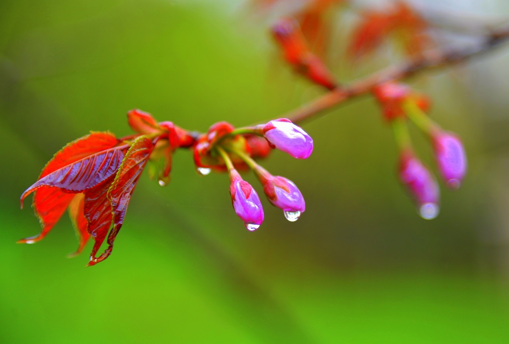 Цветение сакуры, яблони , Фото с места события собственное