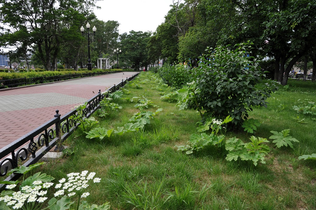 Борщевик в центре города, Фото с места события собственное