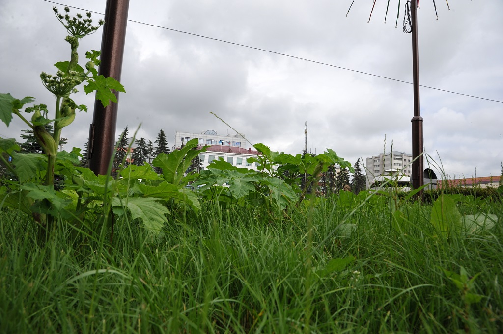 Борщевик в центре города, Фото с места события собственное