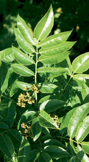 Сахалинский бархат, Фото с места события из других источников
