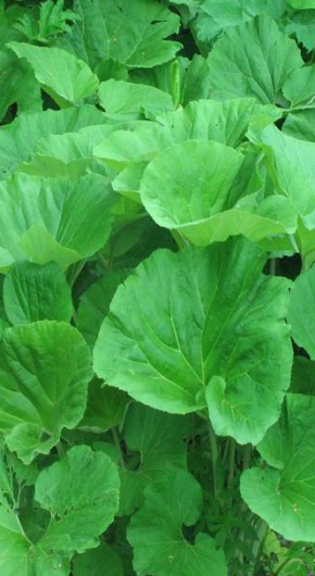 Гигантский лопух - белокопытник широкий, Фото с места события из других источников