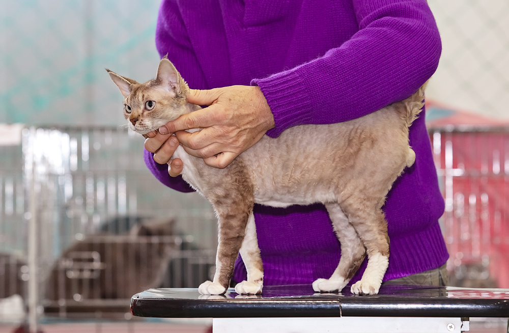 Претендент на чемпионство, Фото с места события из других источников