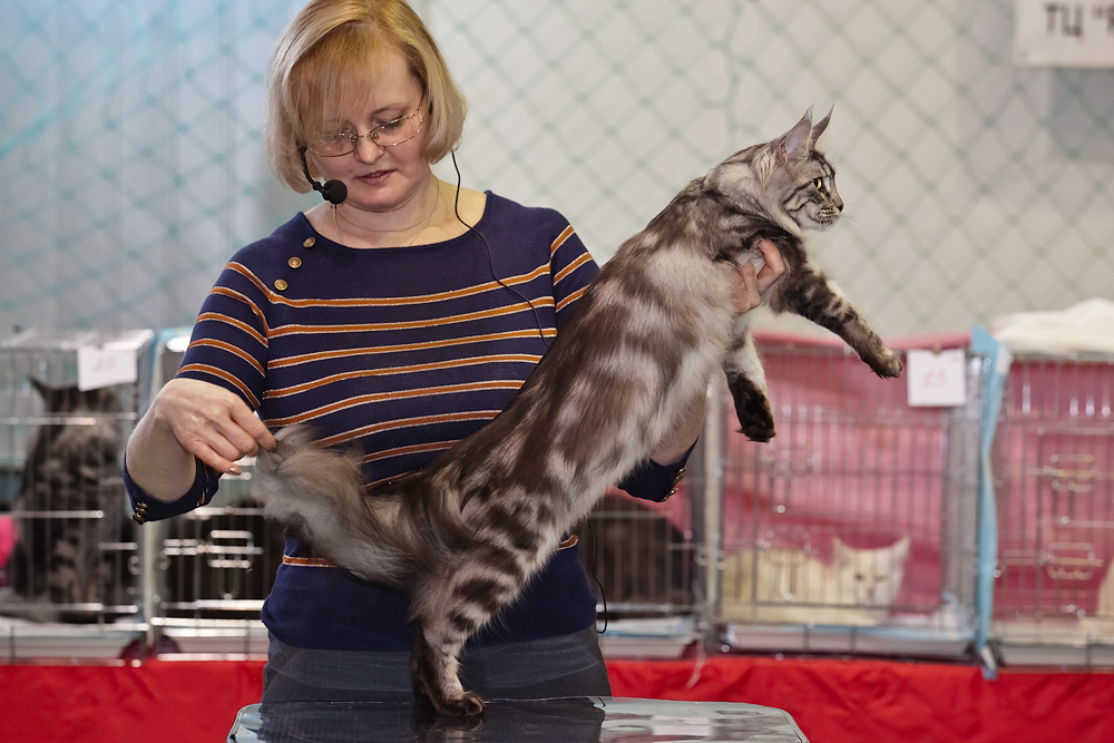 Пушистость хвоста - это важно, Фото с места события из других источников
