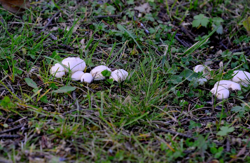Грибы, Фото с места события собственное