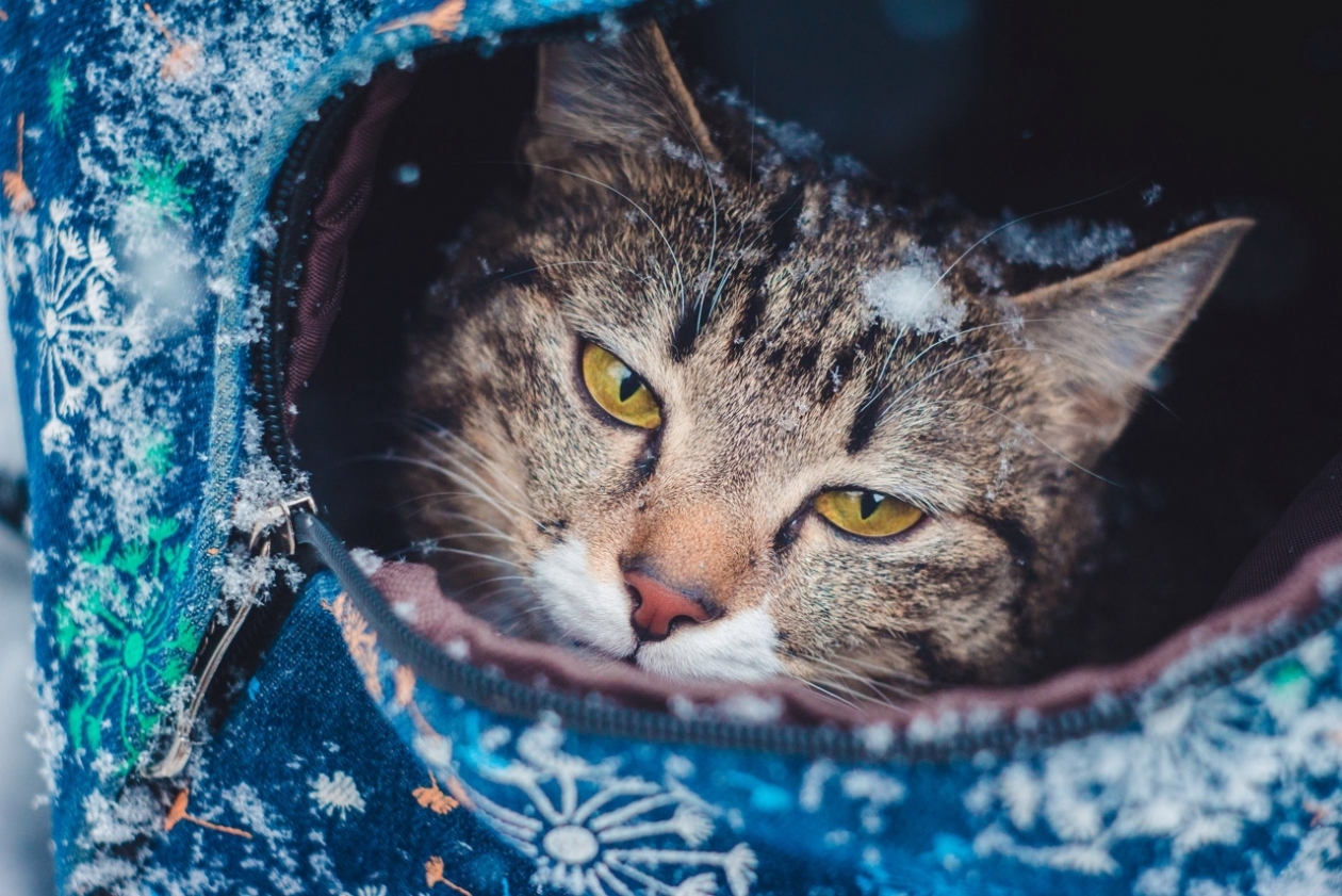 Тематическая фото Юлия Ушакова, ИА IrkutskMedia