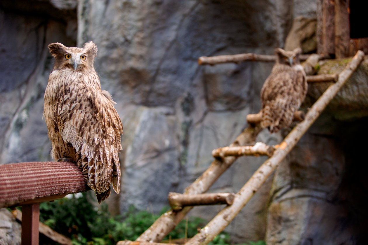 Сахалинцев и гостей острова приглашают на показательные кормления в зооботанический парк пресс-служба зооботанического парка 