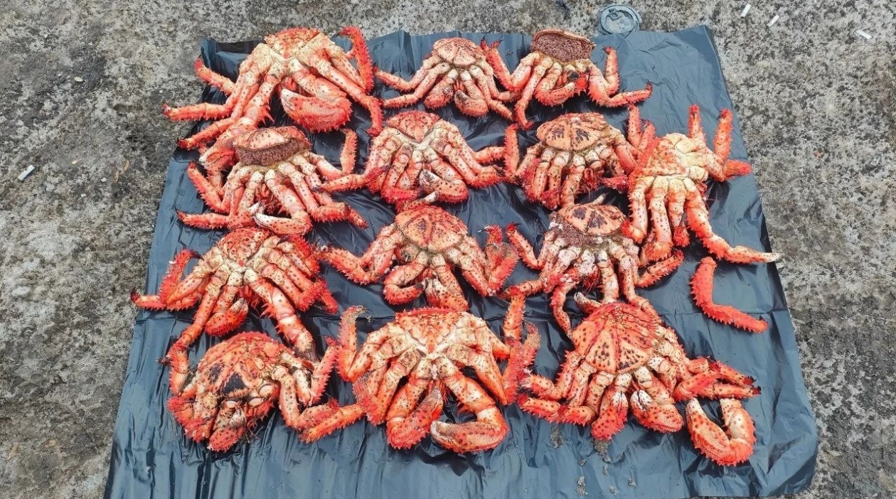 Изъятые крабы пресс-служба УМВД России по Сахалинской области
