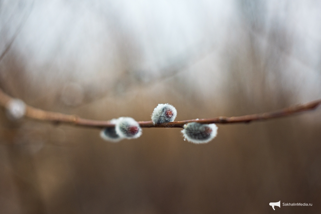 Тематическое фото Илья Аверьянов, ИА PrimaMedia