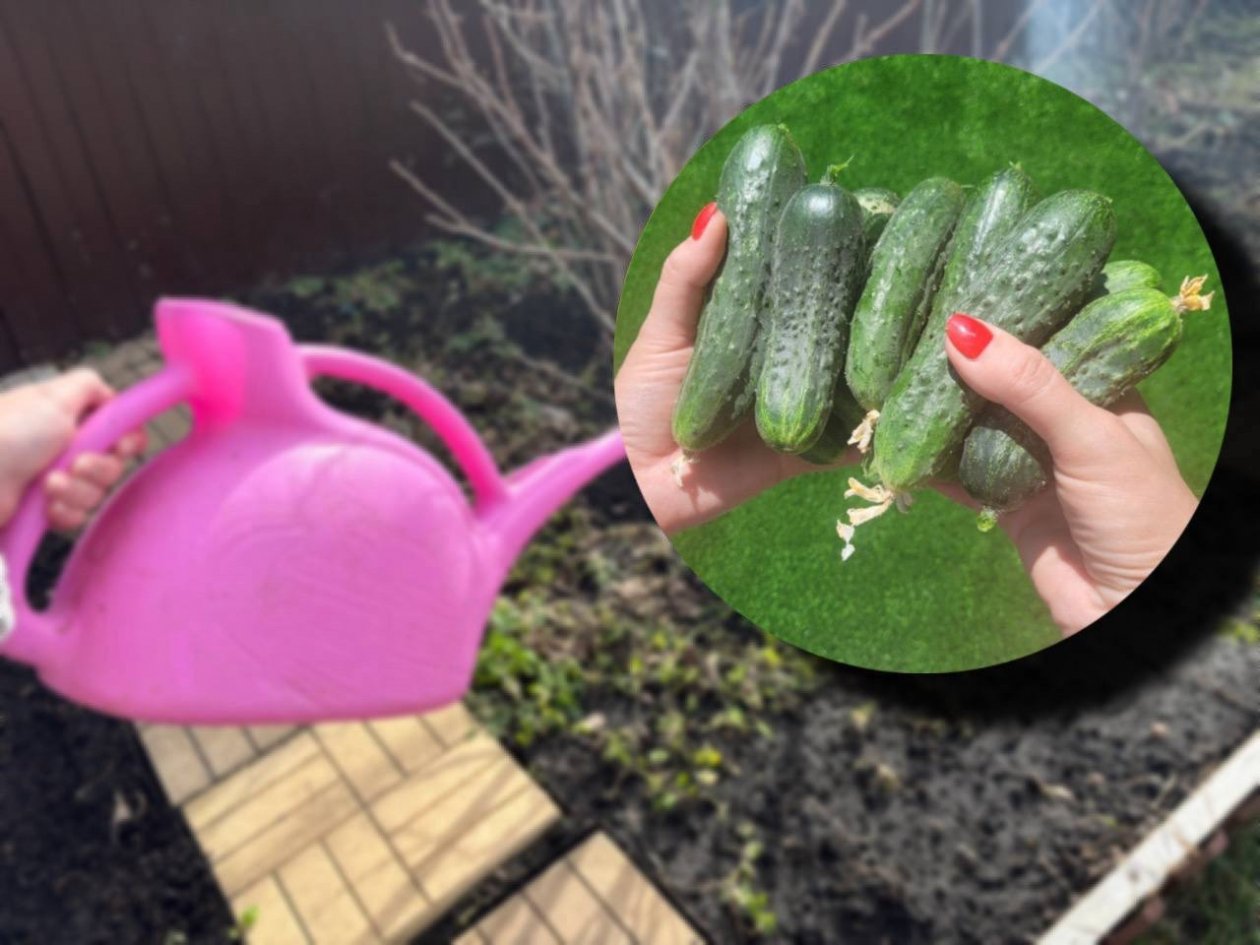 Киньте 1 ложку в лейку - огурцы хрустящие и без желтизны: плодоносят нон-стоп ИА Stavropol.Media