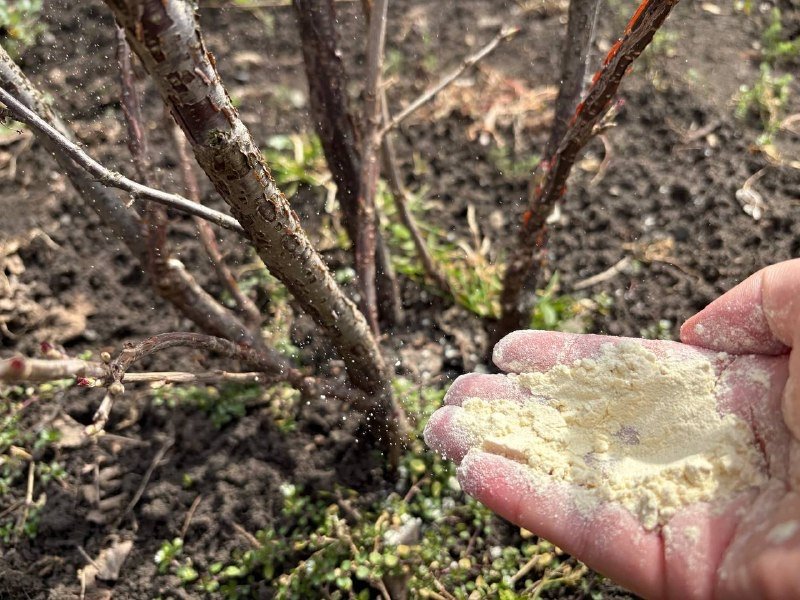 1 стакан крупы - муравьи и клещи убегают вприпрыжку: урожая в 3 раза больше ИА SakhalinMedia