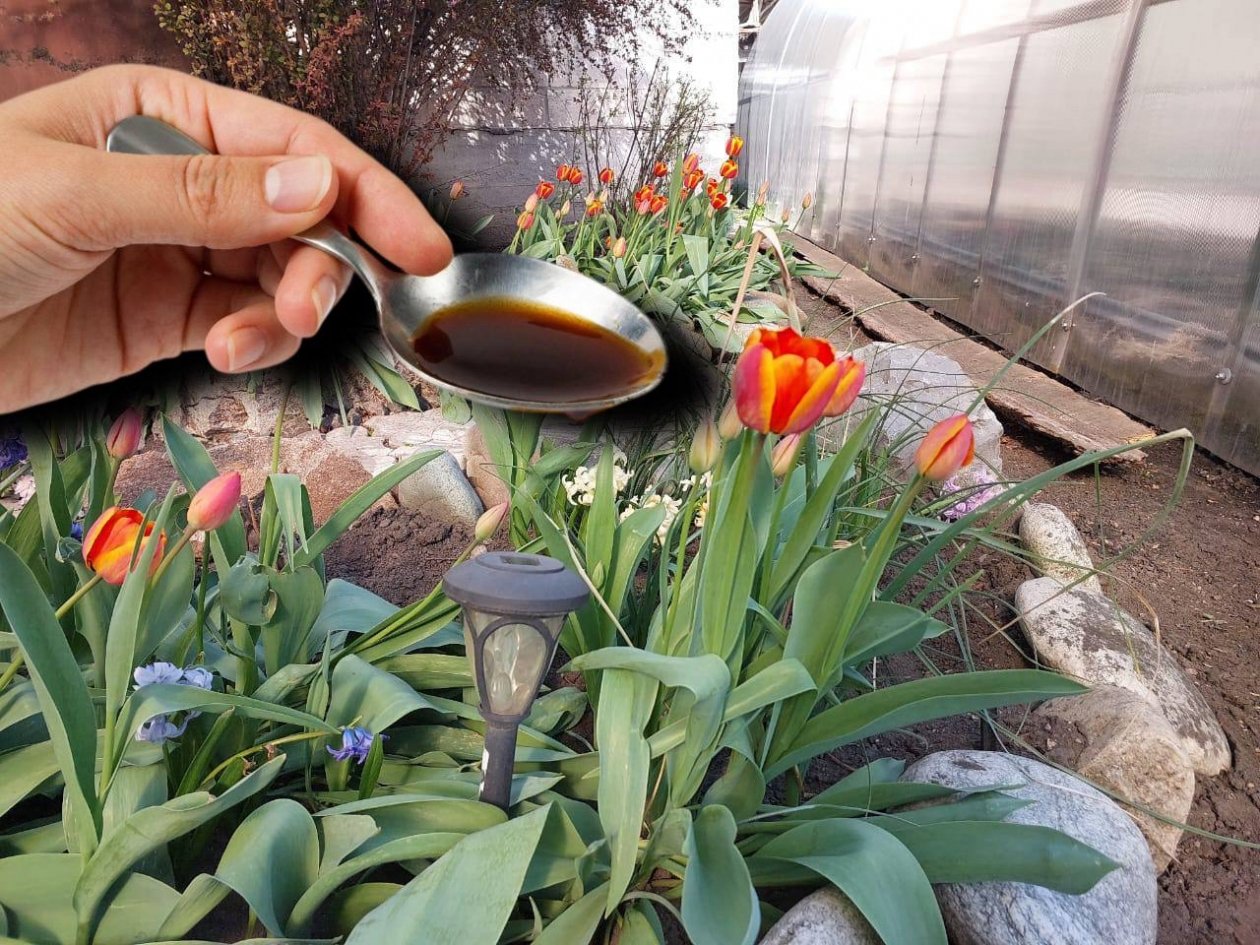 Мечта тюльпанов в апреле: 1 ложка на 10 л воды - яркие и пышные 20/20 бутонов ИА SakhalinMedia